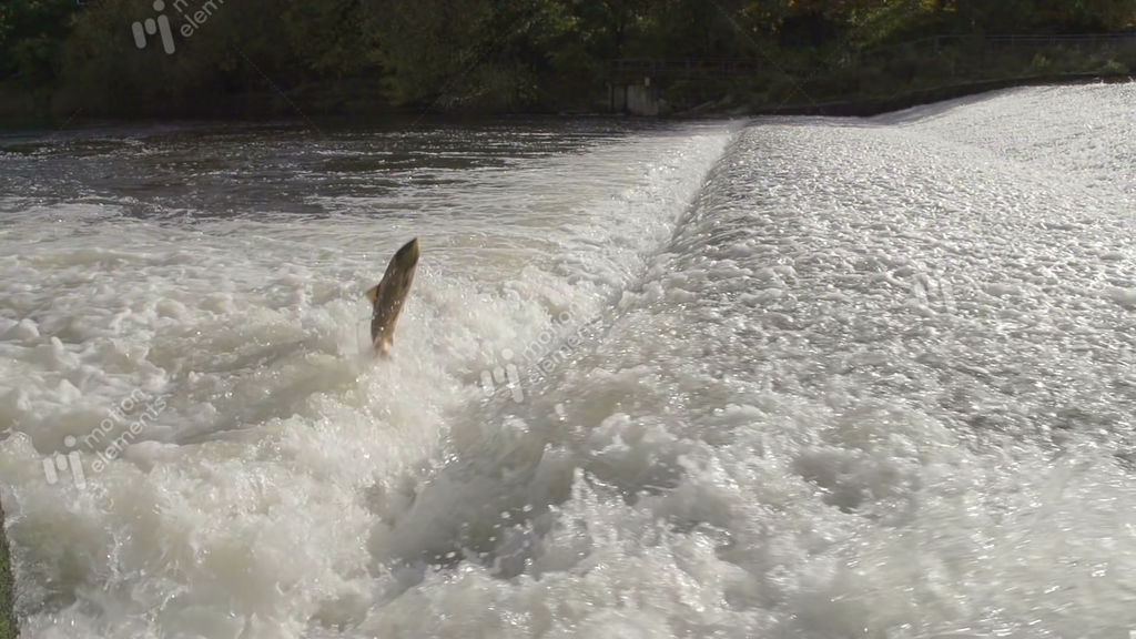 Salmon Jumping Out Of River Severn Near Shrewsbury Stock video footage