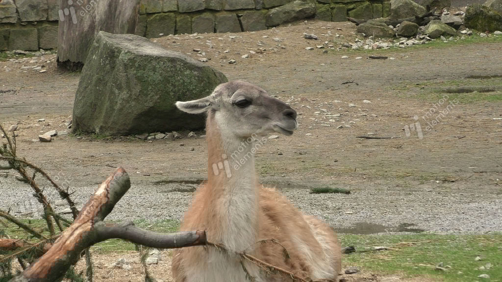 Guanaco (Lama Guanicoe) Is A Native To South America Stock