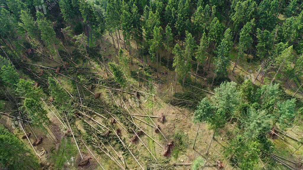 Storm Damage, Forest Stock video footage 10673832