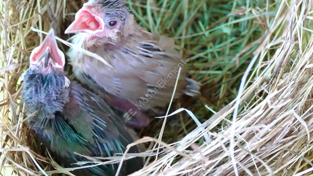 baby birds in nest need food stock video footage 9296505 baby birds in nest need food stock video footage 9296505