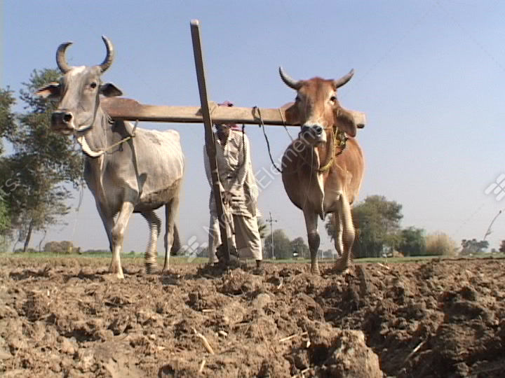 Oxen Pull A Plow In A Field In India Stock video footage 1384032