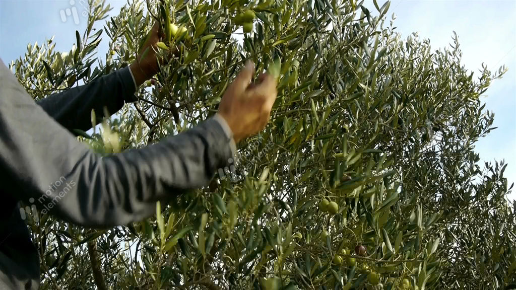 Man Picking Olive Fruits From Tree Stock video footage 10011663