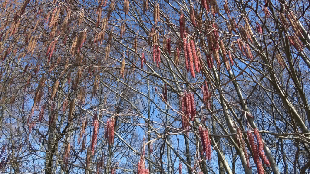 Alder Tree Catkins In Early Spring, 4K Stock video footage 10404683