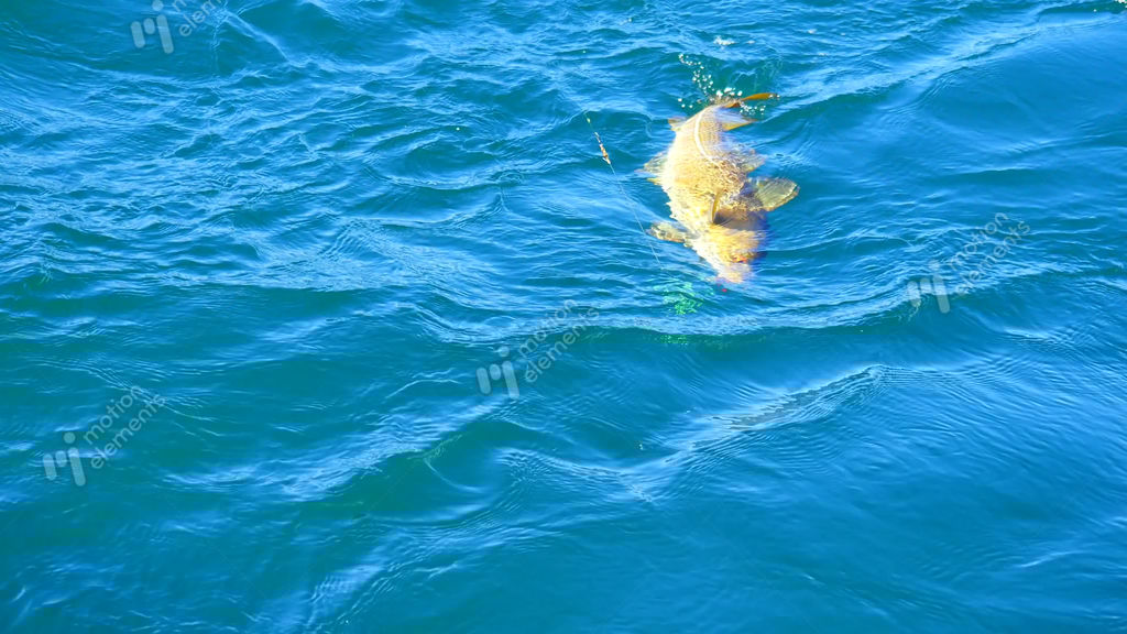 Pulling A Cod Fish. Fish Caught On Deepsea Fishing And Pulling From