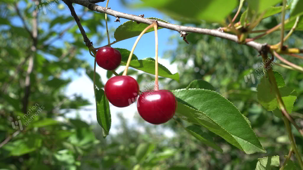 top 28 tree with small berries in summer sweet cherry top 28 tree with small berries in summer sweet cherry