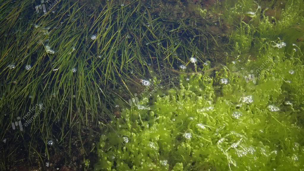 The Thickets Near The Shore Of A Seaweed Flowering Plant Of Zostera And