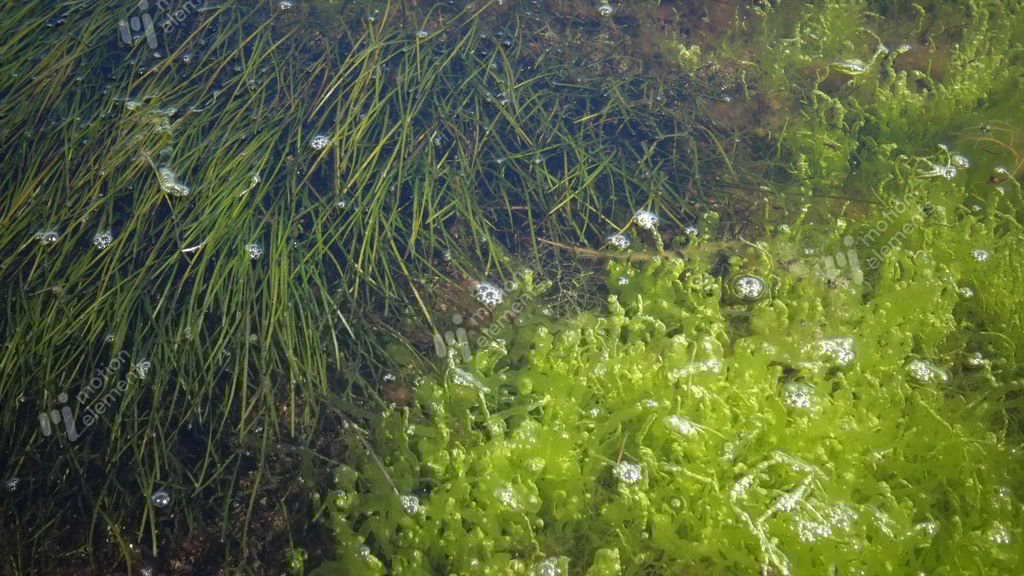 The Thickets Near The Shore Of A Seaweed Flowering Plant Of Zostera And