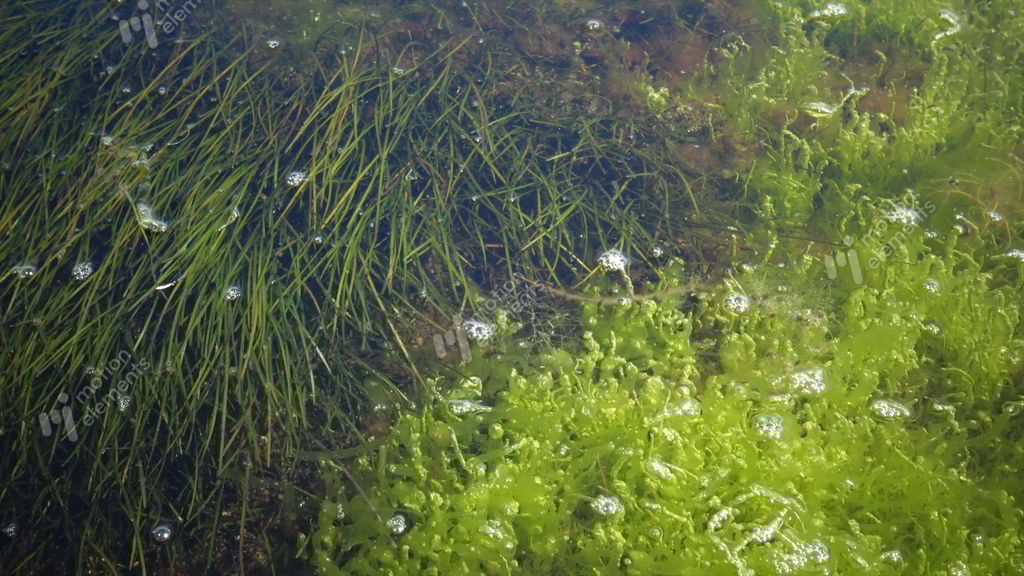 The Thickets Near The Shore Of A Seaweed Flowering Plant Of Zostera And