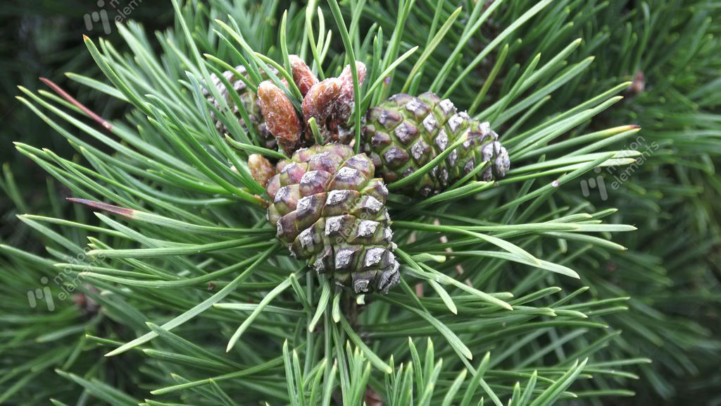 Pine Cones With Needles On A Tree In The Forest. Bunch Of Young Pine