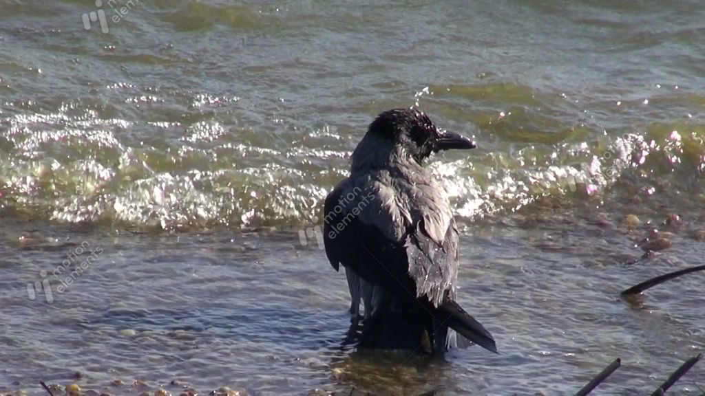 Video Game Drink Bird Bath Water Video Game Drink Bird Bath Water
