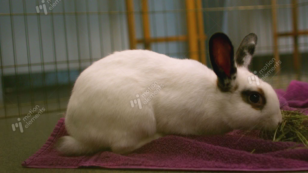 Slow Motion Bunny Rabbit Sniffing Stock video footage 11255494