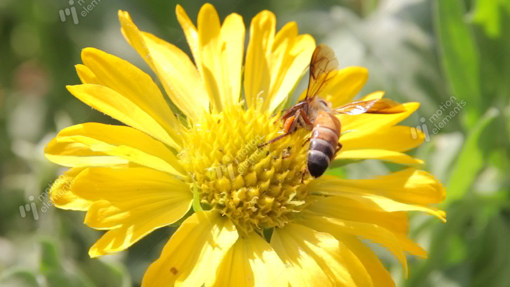 Bees Collect Nectar From The Flowers Stock video footage 9178374