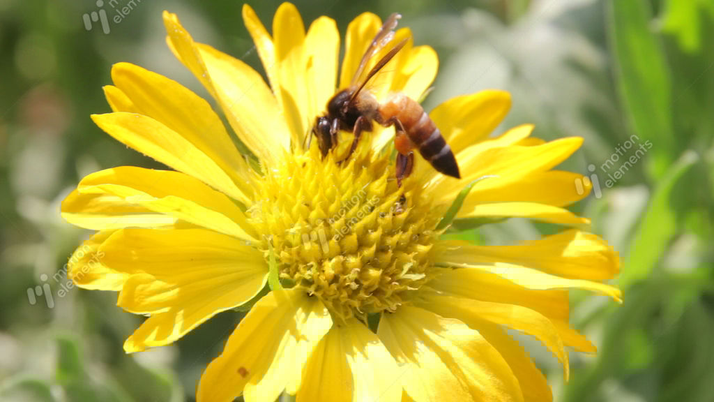 Bees Collect Nectar From The Flowers Stock video footage 9178374