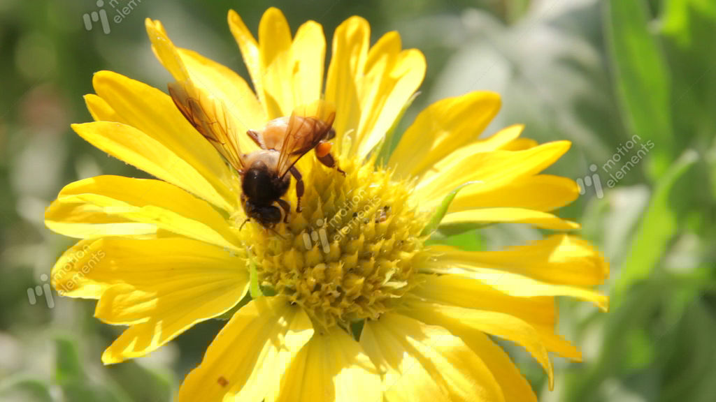 Bees Collect Nectar From The Flowers Stock video footage 9178374