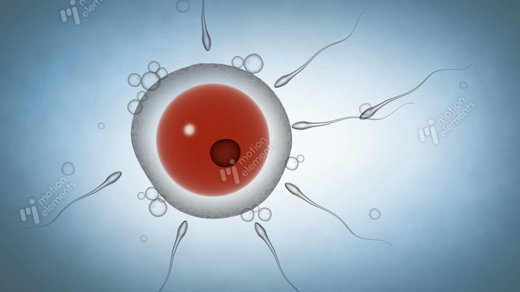 Video sperm fertilizing egg human — img 8