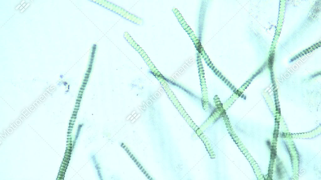 Microscopic View Of Spirulina Sp. Blue Green Algae As They Rotate And