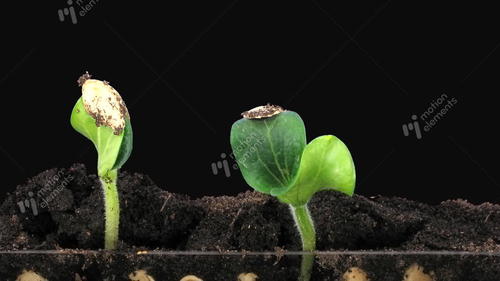 Timelapse Of Germinating Pumpkin Seeds, With ALPHA Channel Stock video