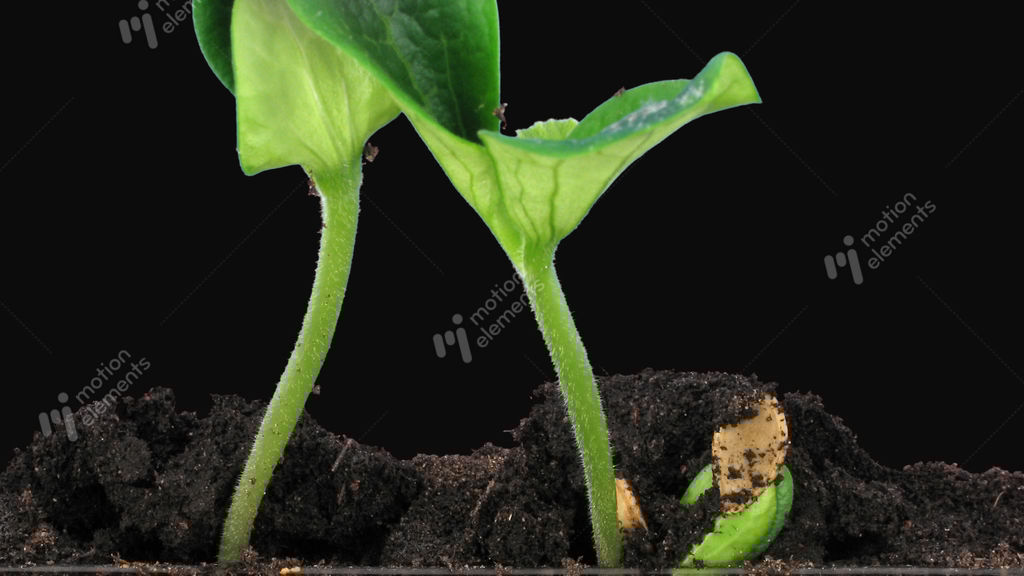 Timelapse Of Germinating Pumpkin Seeds, With ALPHA Channel Stock video