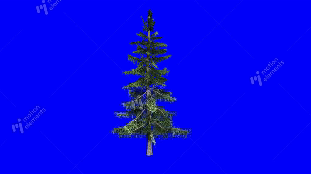 Realistic Animated Pine Tree: Loop + Matte Stock Animation | 6728000