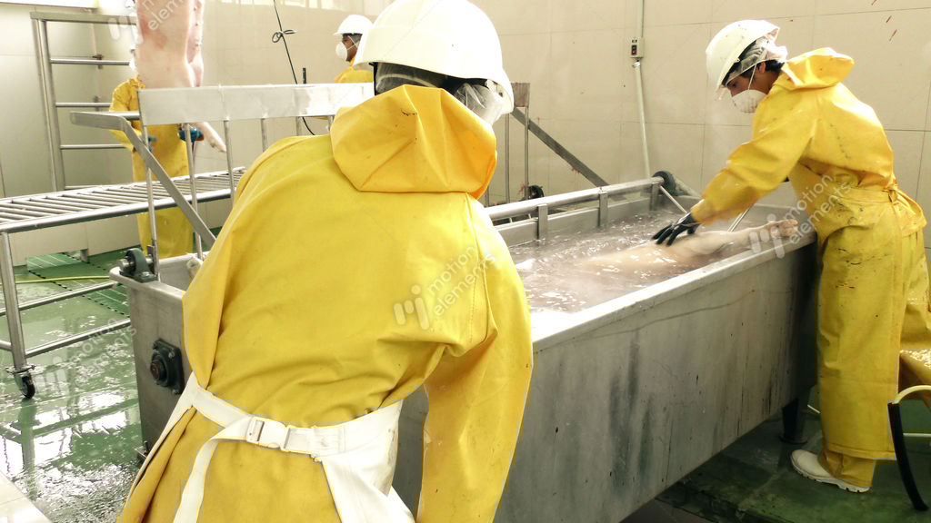 Pig Scalding In Slaughterhouse Stock video footage | 8350526