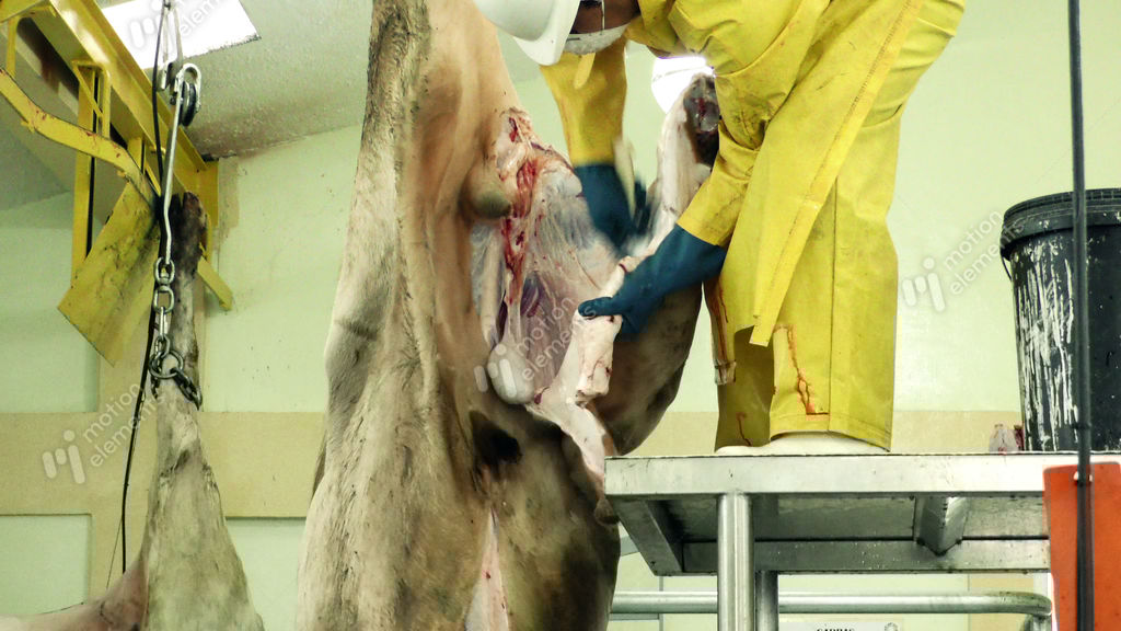 Cattle Manual Skinning By Professional Butcher In A Slaughterhouse