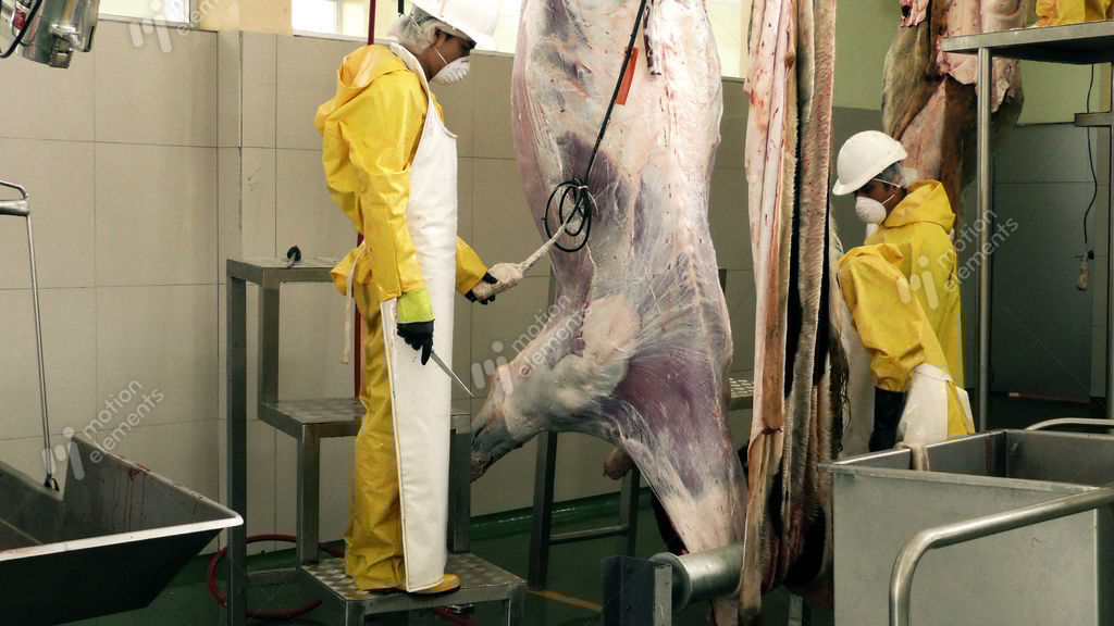 Workers Skinning A Cattle Using Power Tools In A Butchery Stock video